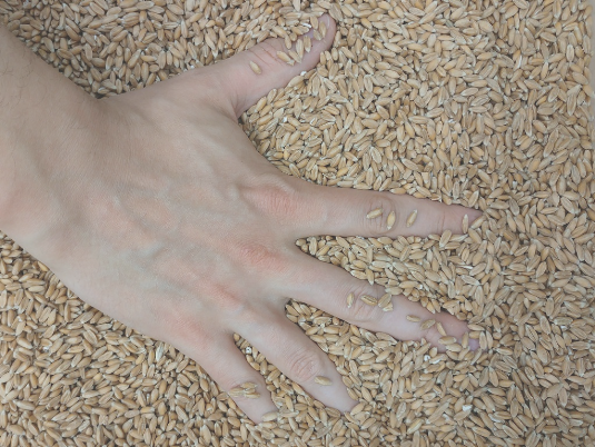 Methode Wahrnehmungsförderung in der Pädagogisch-therapeutischen Praxis Görden Wahrnehmungsförderung Körner Kiste Hand